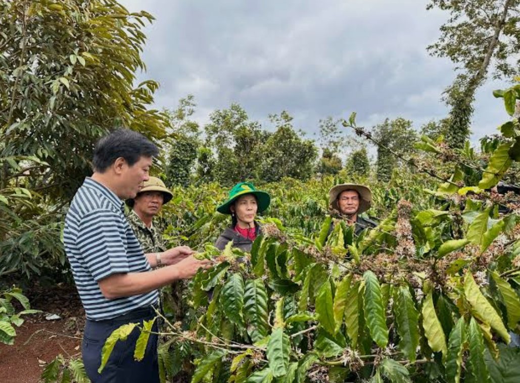 Giá cà phê thế giới đang neo ở mức cao nên người nông dân được hưởng lợi Giá cà phê thế giới đang neo ở mức cao nên người nông dân được hưởng lợi
