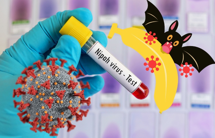 [Inforgraphic] Virus Nipah: Những điều cần biết
