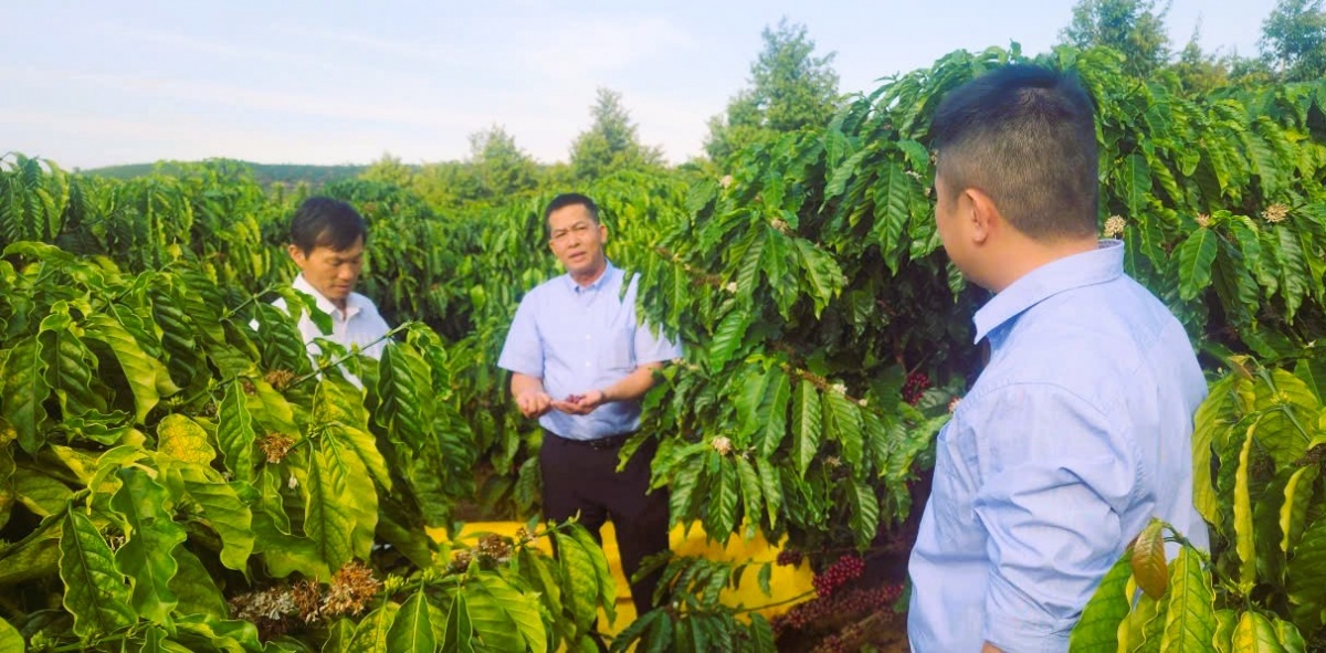 Hệ thống quỹ tín dụng nhân dân đóng vai trò quan trọng trong phát triển kinh tế nông thôn Hệ thống quỹ tín dụng nhân dân đóng vai trò quan trọng trong phát triển kinh tế nông thôn