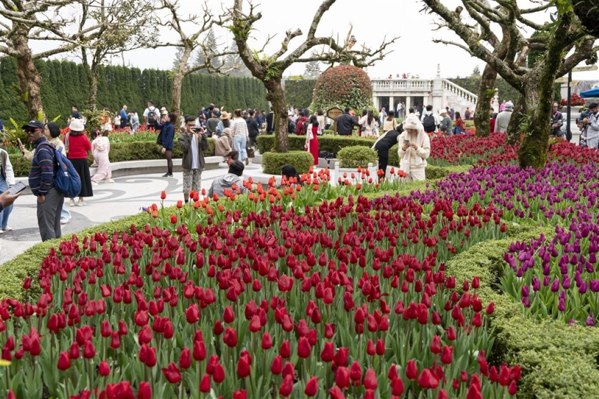 Thiên đường hoa Tulip sắp tái ngộ du khách trên đỉnh Bà Nà