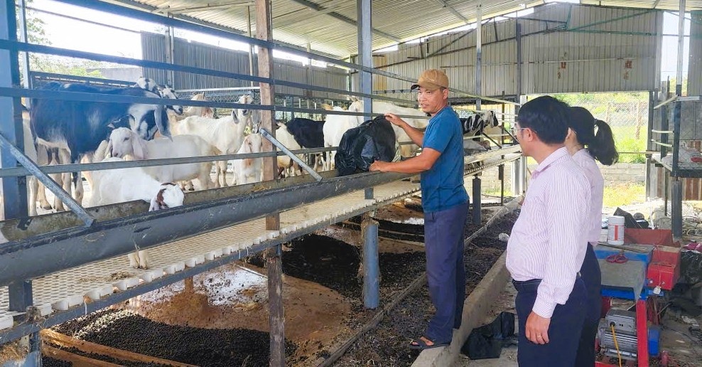 ông Võ Chí Cường cũng ở xã Thuận Bắc đã sử dụng 100 triệu đồng từ chương trình hộ mới thoát nghèo để phát triển trang trại nuôi dê ông Võ Chí Cường cũng ở xã Thuận Bắc đã sử dụng 100 triệu đồng từ chương trình hộ mới thoát nghèo để phát triển trang trại nuôi dê
