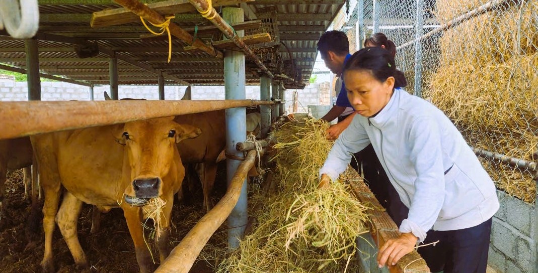 Mô hình vay vốn gia đình bà Đào Thị Vững. Mô hình vay vốn gia đình bà Đào Thị Vững.