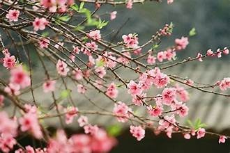 3 bài thuốc quý từ cánh hoa đào 3 bài thuốc quý từ cánh hoa đào