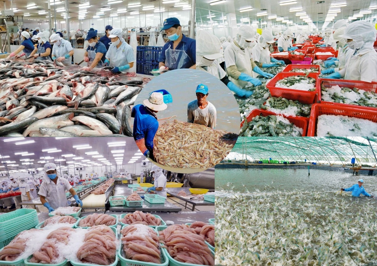 Sau tăng trưởng ấn tượng, ngành thủy sản bước vào giai đoạn sàng lọc mới Sau tăng trưởng ấn tượng, ngành thủy sản bước vào giai đoạn sàng lọc mới