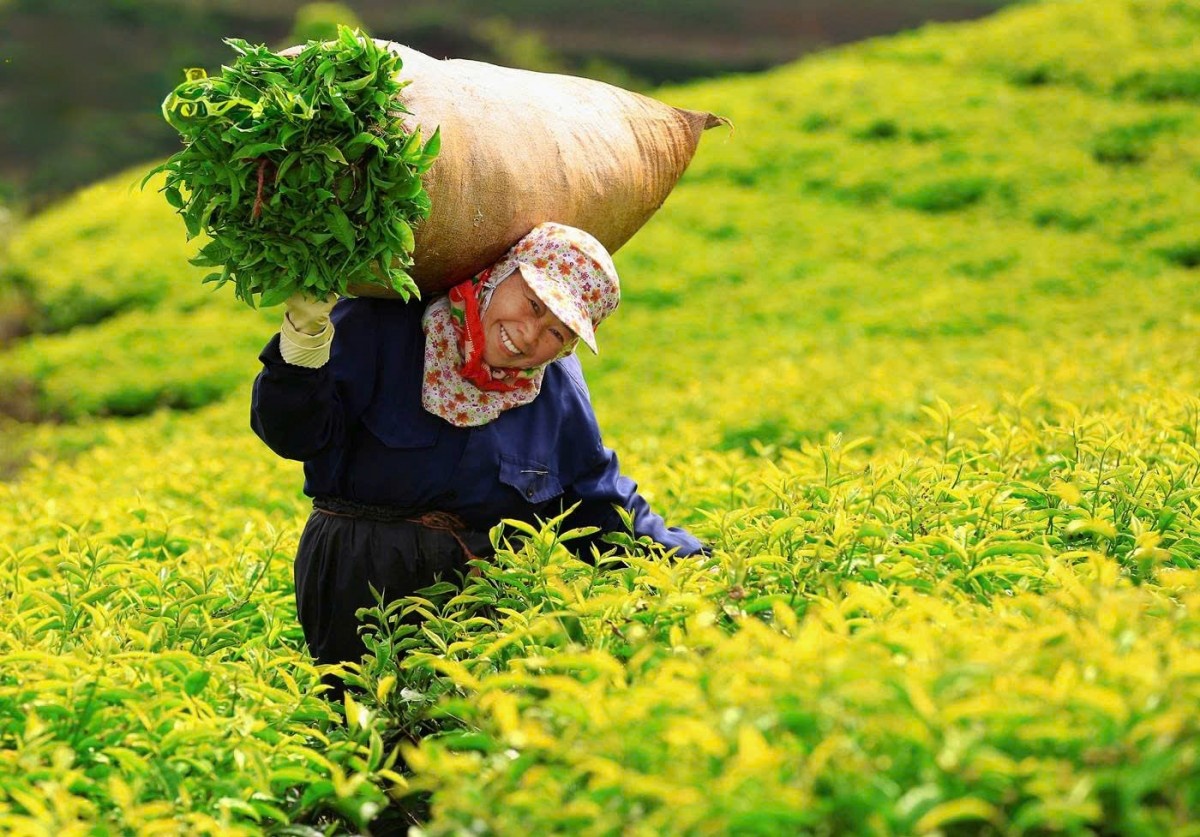Ngành chè trước bài toán nâng giá trị gia tăng Ngành chè trước bài toán nâng giá trị gia tăng