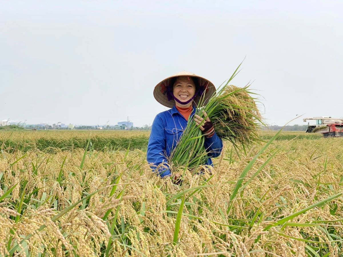Mô hình canh tác lúa phát thải thấp tại Đồng bằng sông Hồng đang mở ra hướng đi mới cho sản xuất lúa gạo Mô hình canh tác lúa phát thải thấp tại Đồng bằng sông Hồng đang mở ra hướng đi mới cho sản xuất lúa gạo