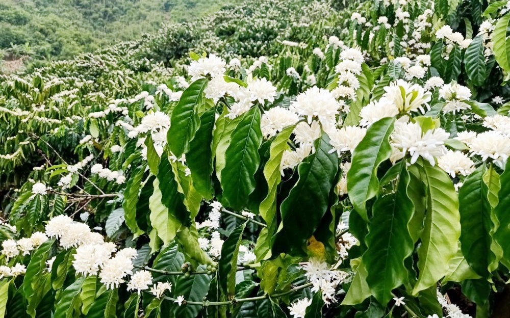 Phát triển cà phê bền vững thích ứng với biến đổi khí hậu Phát triển cà phê bền vững thích ứng với biến đổi khí hậu