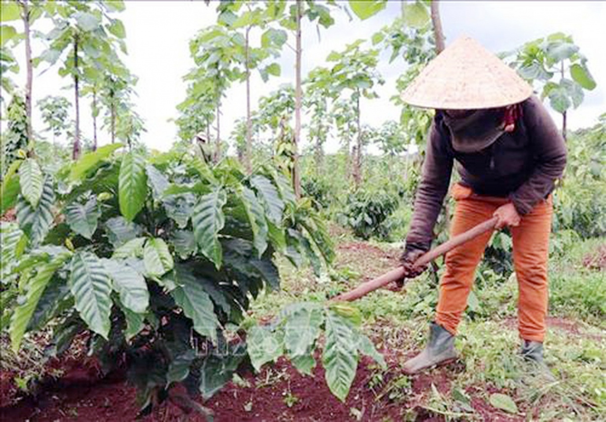 Phát triển cà phê bền vững thích ứng với biến đổi khí hậu Phát triển cà phê bền vững thích ứng với biến đổi khí hậu