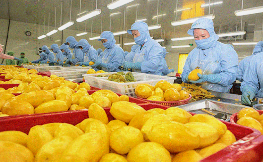nhiều doanh nghiệp đã chủ động đầu tư chế biến sâu, chuẩn hóa vùng nguyên liệu và nâng tiêu chuẩn chất lượng nhiều doanh nghiệp đã chủ động đầu tư chế biến sâu, chuẩn hóa vùng nguyên liệu và nâng tiêu chuẩn chất lượng