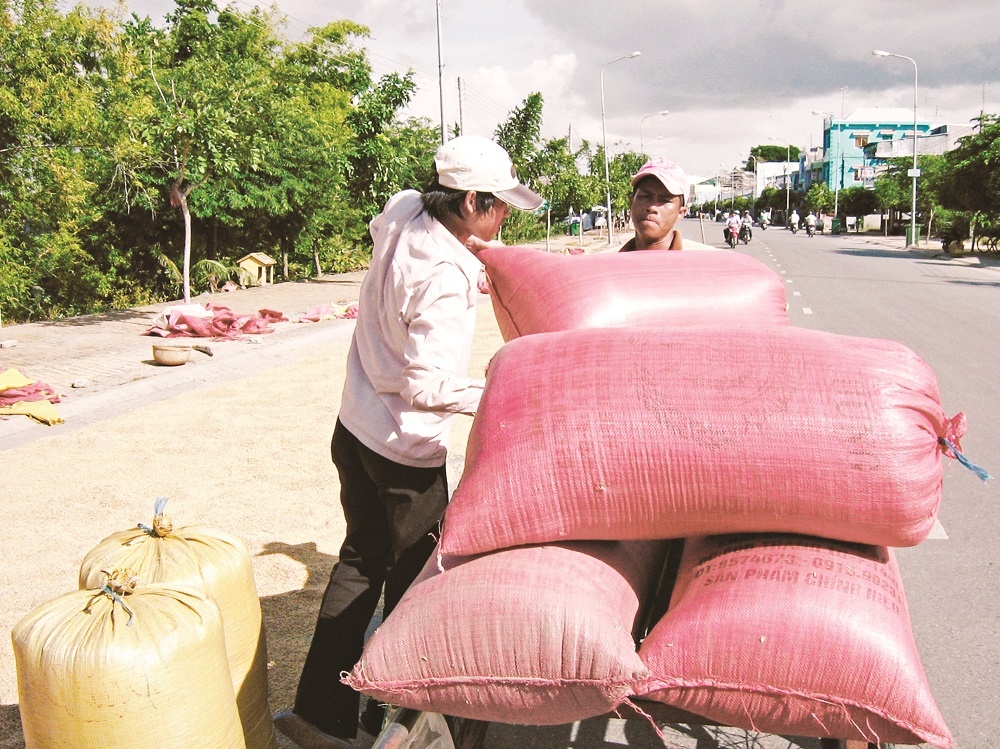 Tín dụng cho lúa gạo kịp thời tạo điều kiện cho doanh nghiệp thu mua lúa của nhà nông Tín dụng cho lúa gạo kịp thời tạo điều kiện cho doanh nghiệp thu mua lúa của nhà nông