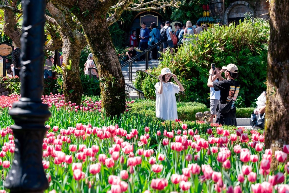 Hàng triệu bông hoa Tulip khoe sắc trên đỉnh Bà Nà khiến du khách mê mẩn. Hàng triệu bông hoa Tulip khoe sắc trên đỉnh Bà Nà khiến du khách mê mẩn.