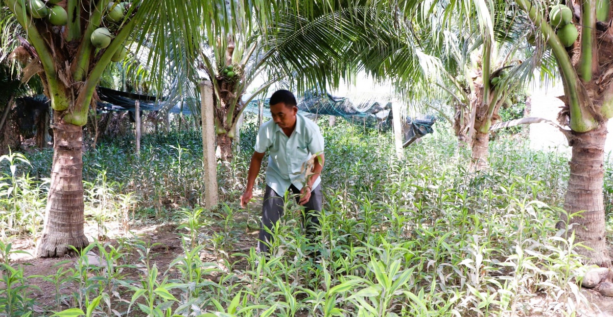 Vườn trúc quan âm của ông Lê Quốc Phong Vinh ở xã Diên Điền đã cho thu hoạch trở lại, giúp gia đình có thêm nguồn thu để trang trải sinh hoạt và ổn định cuộc sống. Vườn trúc quan âm của ông Lê Quốc Phong Vinh ở xã Diên Điền đã cho thu hoạch trở lại, giúp gia đình có thêm nguồn thu để trang trải sinh hoạt và ổn định cuộc sống.