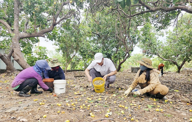 Gia Lai định hướng xây dựng sản phẩm OCOP từ hạt điều, gắn phát triển nông nghiệp với du lịch cộng đồng