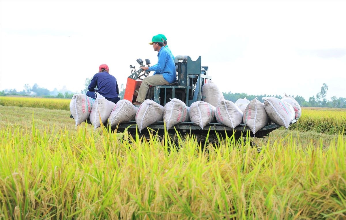 Nhiên liệu leo thang, xuất khẩu gạo đối mặt thách thức