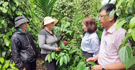 Hoàn thiện cơ chế chính sách thuế, “mở khóa” cho doanh nghiệp nông sản Hoàn thiện cơ chế chính sách thuế, “mở khóa” cho doanh nghiệp nông sản