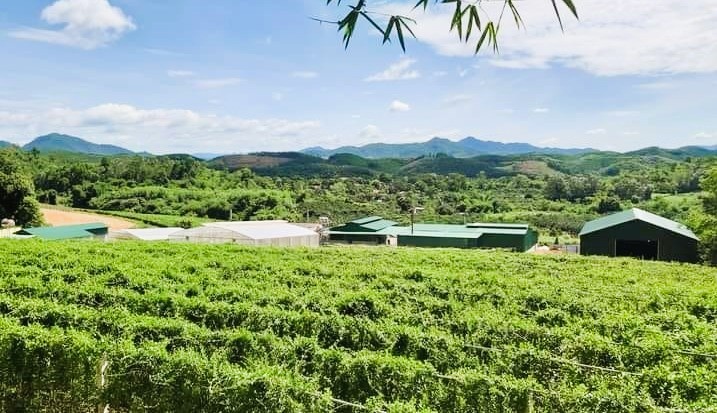 Agribank Tây Nghệ An đồng hành phát triển lâm nghiệp bền vững Agribank Tây Nghệ An đồng hành phát triển lâm nghiệp bền vững