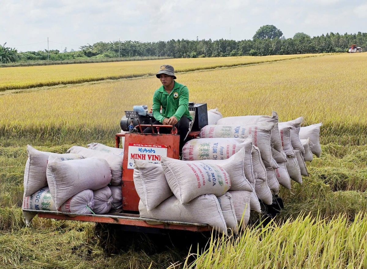 Doanh nghiệp xuất khẩu gạo đối mặt với khó khăn kép