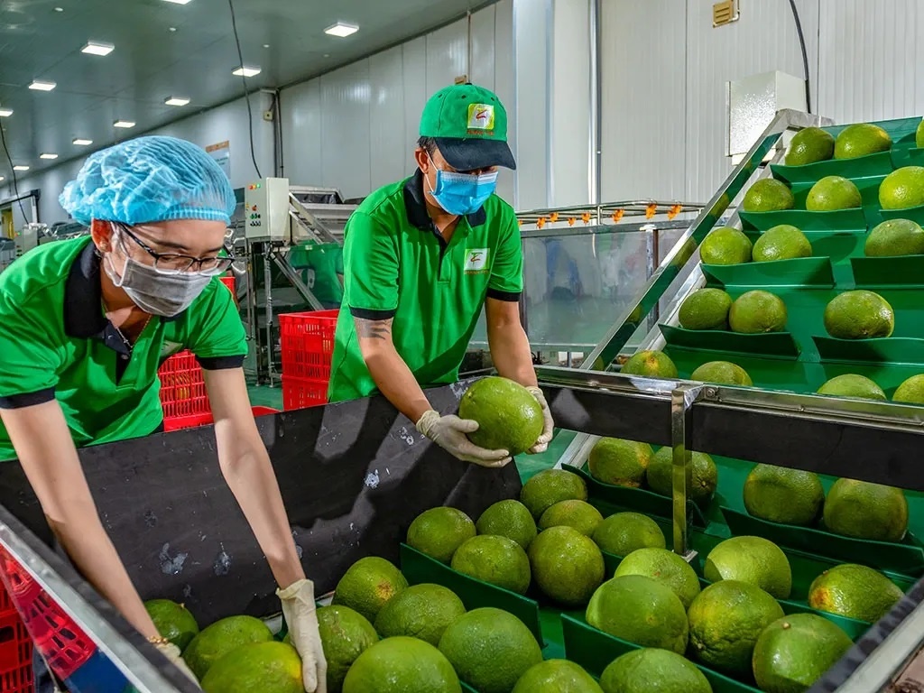 Xuất khẩu rau quả: Đà tăng mạnh đi cùng áp lực chi phí