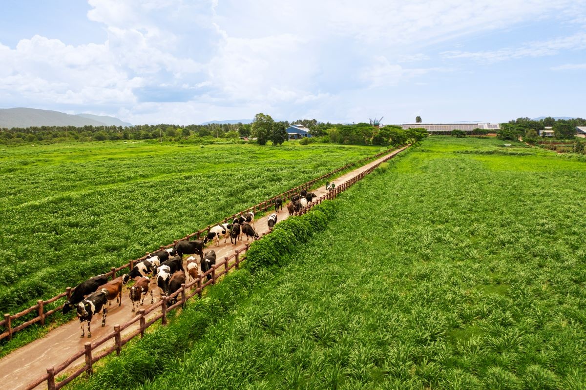 Những cánh đồng nguyên liệu đạt chuẩn hữu cơ châu Âu là thành quả của quá trình biến chất thải thành tài nguyên tại Vinamilk Những cánh đồng nguyên liệu đạt chuẩn hữu cơ châu Âu là thành quả của quá trình biến chất thải thành tài nguyên tại Vinamilk