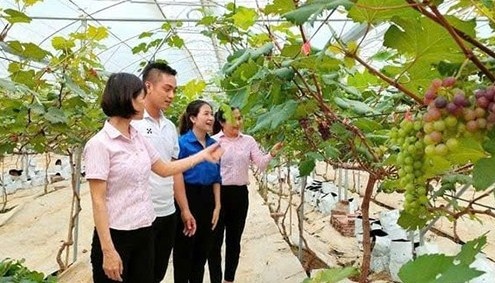 dòng vốn tín dụng chính sách ở xứ Nghệ đang “chảy” mạnh về các địa bàn khó khăn, nơi nhu cầu vốn luôn cấp thiết. dòng vốn tín dụng chính sách ở xứ Nghệ đang “chảy” mạnh về các địa bàn khó khăn, nơi nhu cầu vốn luôn cấp thiết.