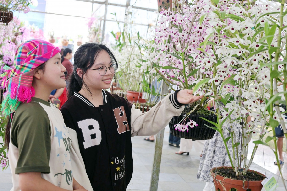 Hương sắc hoa lan, nét dịu dàng giữa đại ngàn Tây Bắc