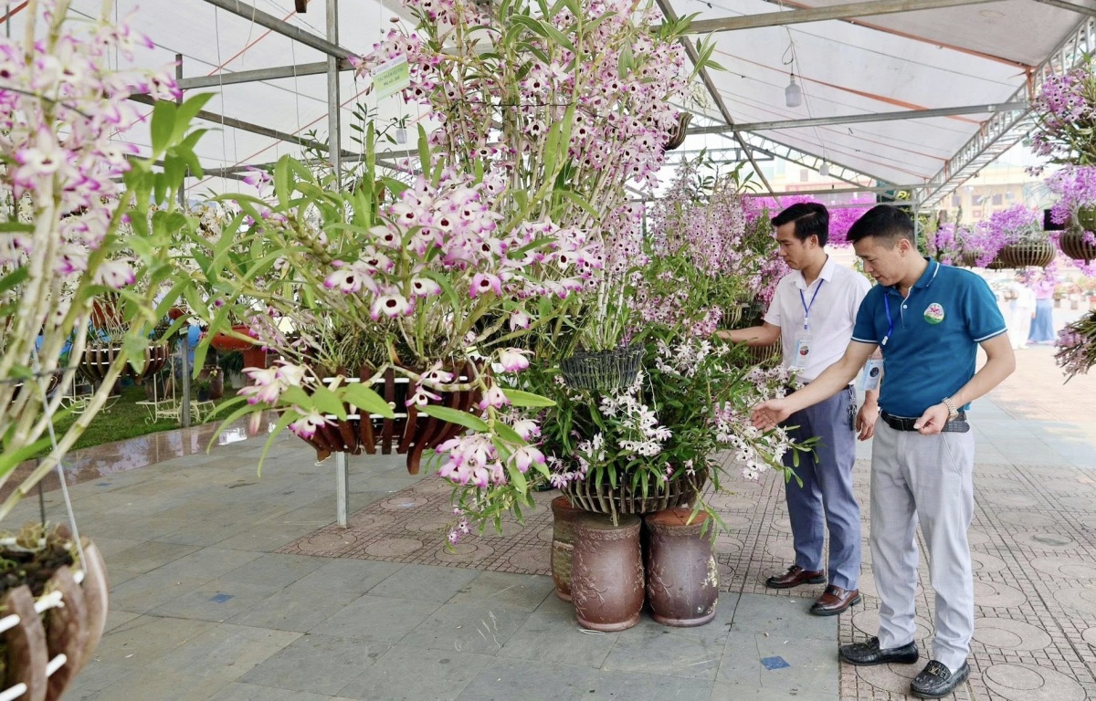 Hương sắc hoa lan, nét dịu dàng giữa đại ngàn Tây Bắc