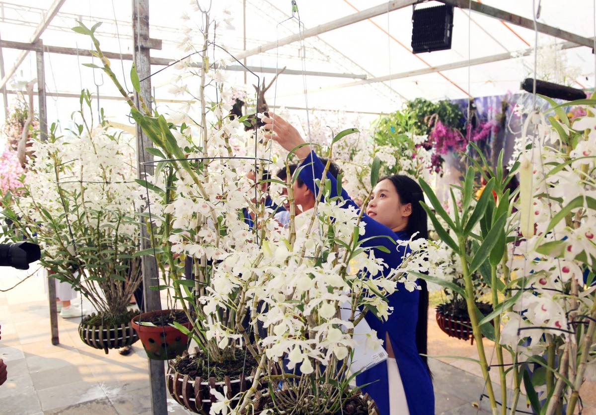 Hương sắc hoa lan, nét dịu dàng giữa đại ngàn Tây Bắc