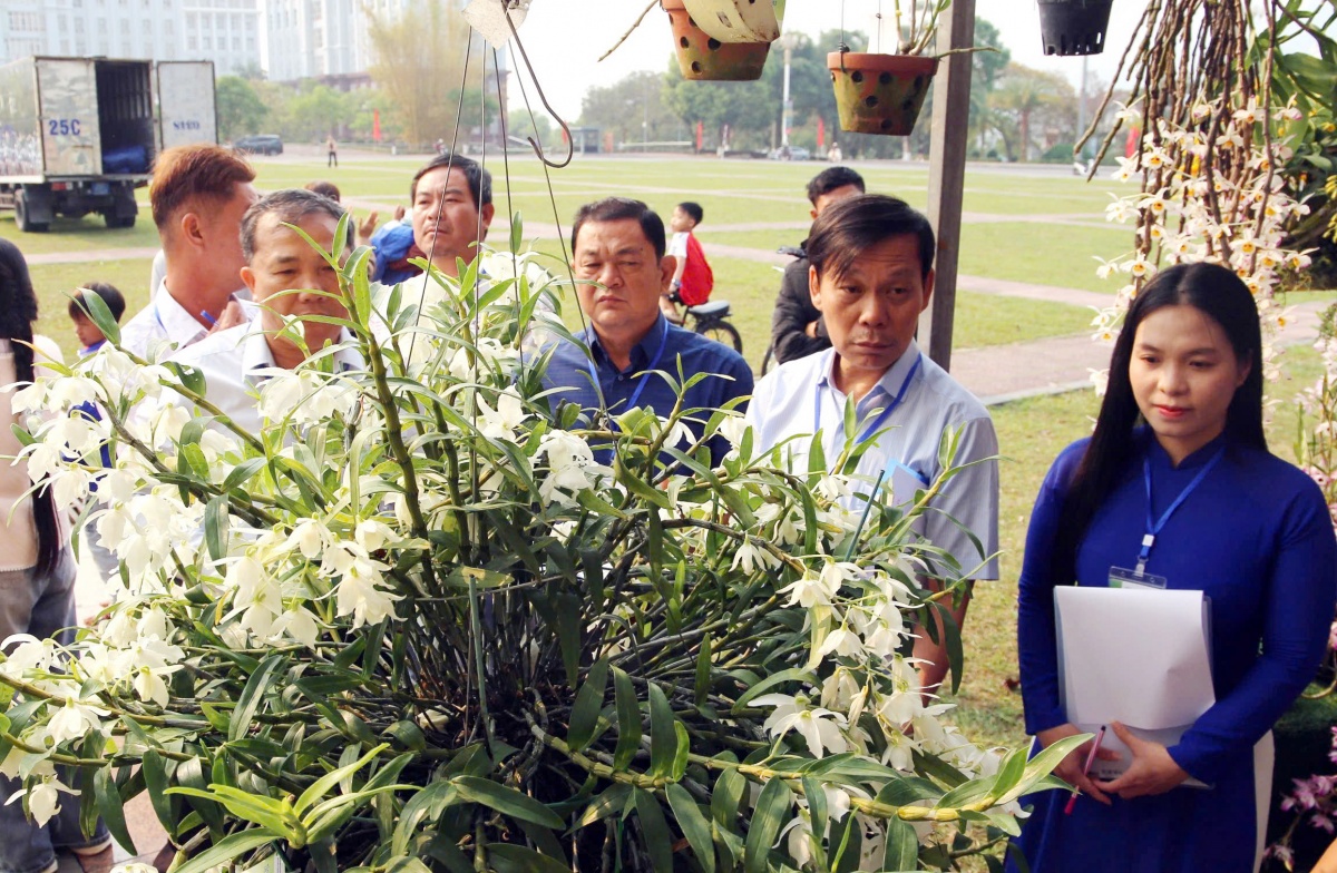 Hương sắc hoa lan, nét dịu dàng giữa đại ngàn Tây Bắc