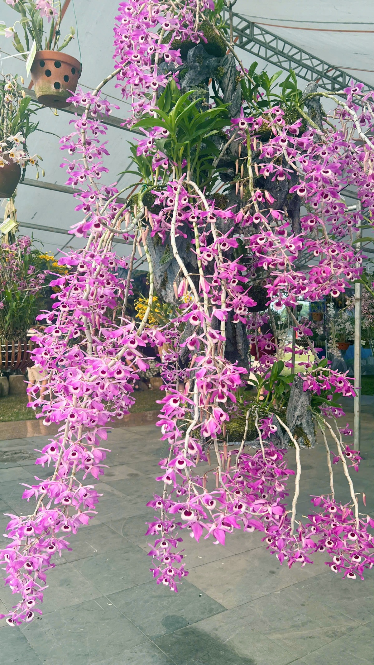 Hương sắc hoa lan, nét dịu dàng giữa đại ngàn Tây Bắc