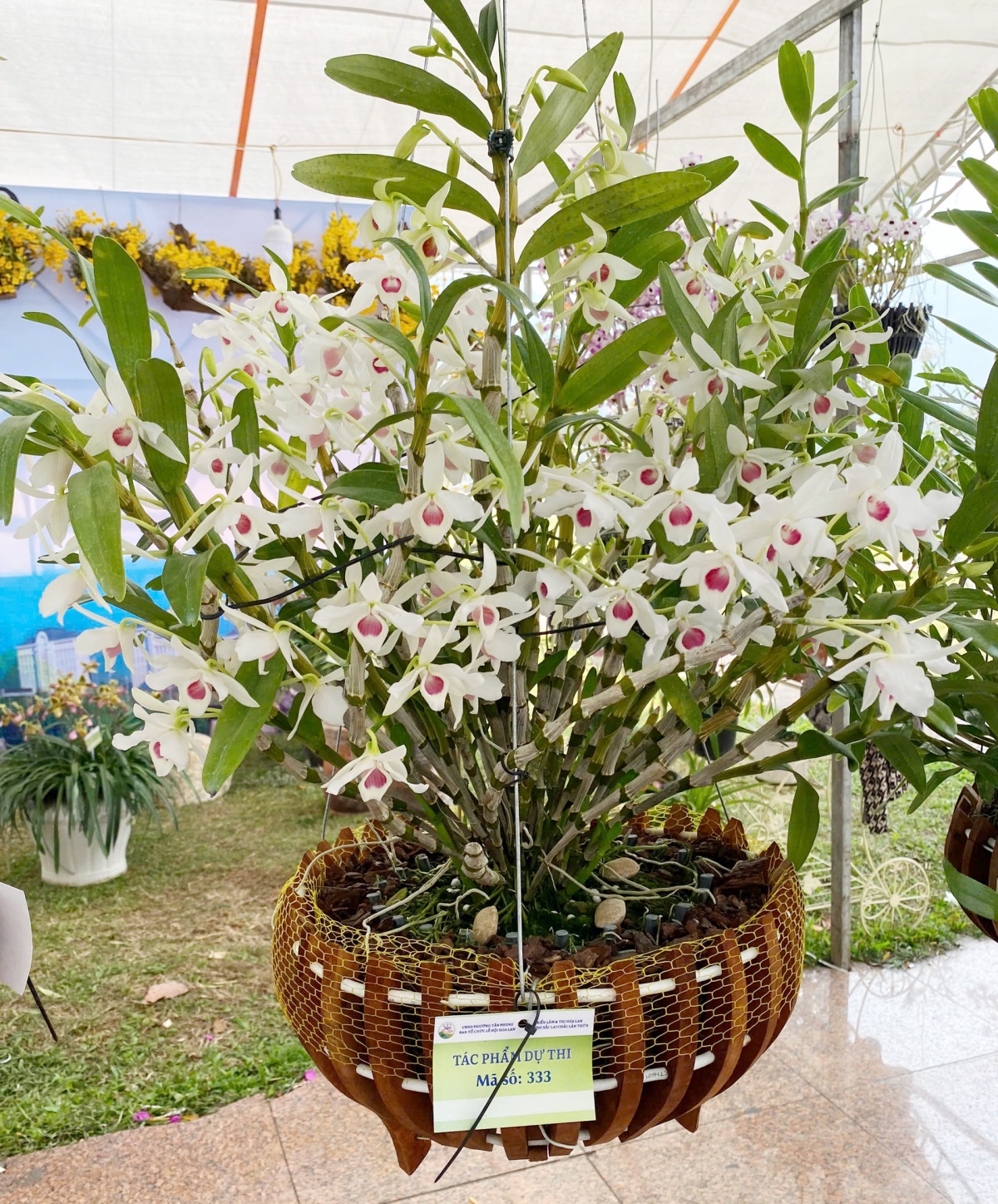 Hương sắc hoa lan, nét dịu dàng giữa đại ngàn Tây Bắc