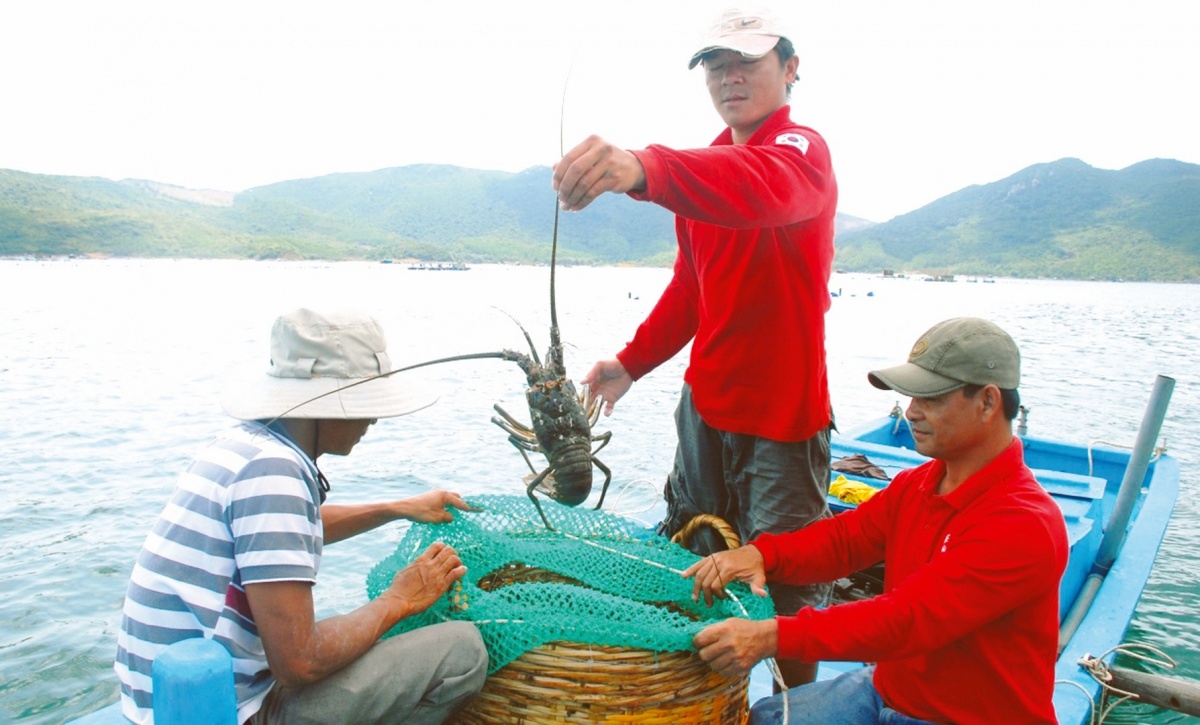 Người nuôi trồng thủy sản ở Nam Trung Bộ chật vật tìm lại nhịp sống Người nuôi trồng thủy sản ở Nam Trung Bộ chật vật tìm lại nhịp sống