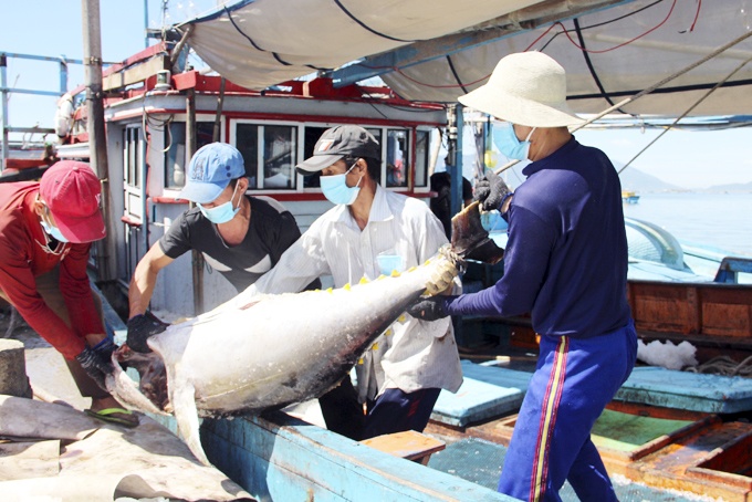Sớm gỡ “thẻ vàng” IUU - niềm mong mỏi của ngư dân miền Trung Sớm gỡ “thẻ vàng” IUU - niềm mong mỏi của ngư dân miền Trung