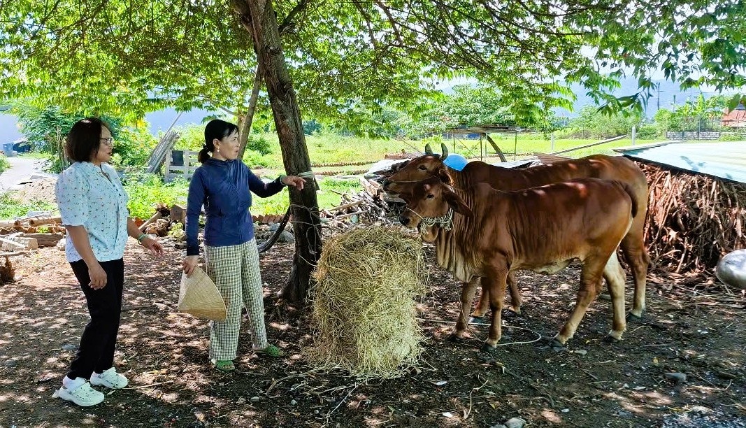 Mô hình vay vốn đầu tư chăn nuôi bò, gà và nấu rượu của bà Nguyễn Thị Tuyết Anh (trái), ở xã Diên Lạc.