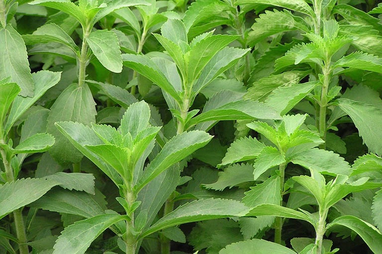 Cỏ ngọt - giải pháp thay thế đường tự nhiên, không làm tăng đường huyết