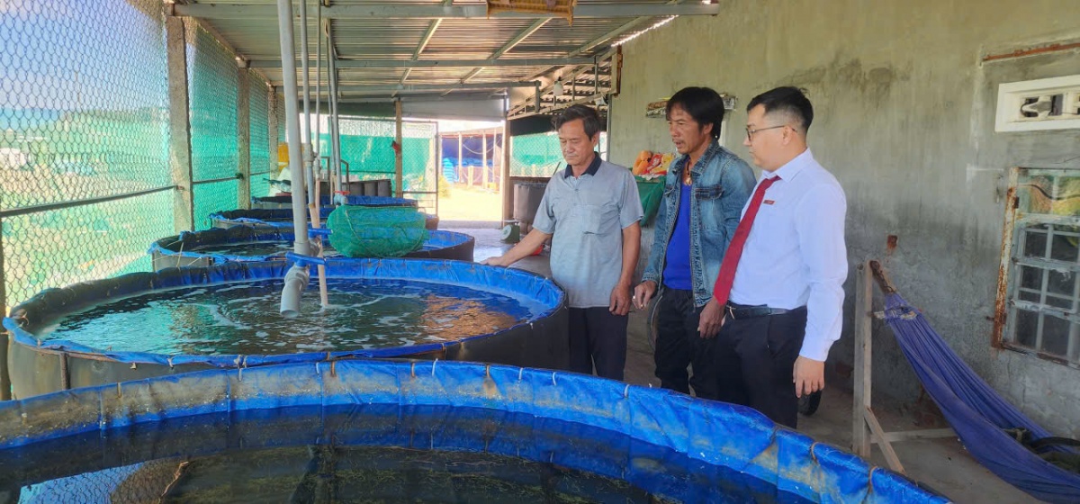 Mô hình vay vốn nuôi trồng rong biển của ông Nguyễn Hoàng Phi (giữa) phường Đông Ninh Hòa 