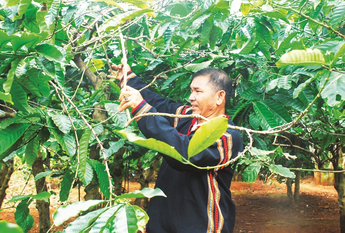 Dòng vốn tưới xanh đại ngàn