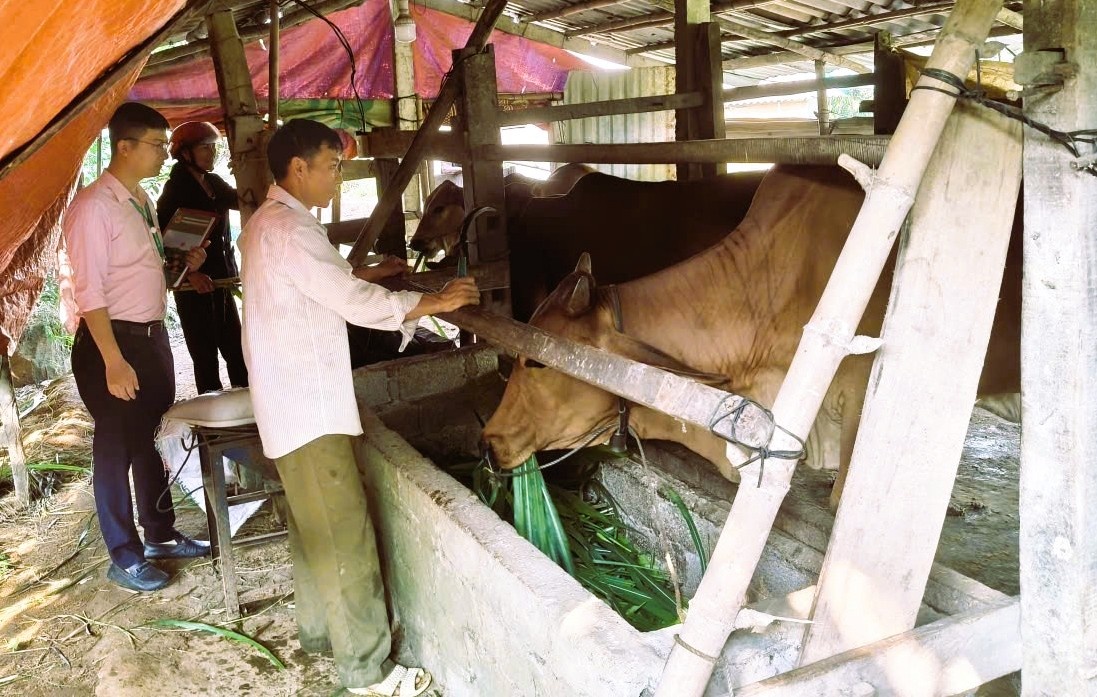 Mô hình vay vốn nuôi bò sinh sản của ông Lê Hải Lưu (phải) ở thôn Đồng Lê, xã Đồng Lê. 