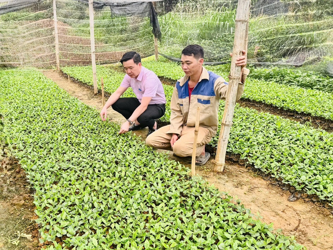Nhiều mô hình trồng trọt hiệu quả từ đồng vốn NHCSXH Nhiều mô hình trồng trọt hiệu quả từ đồng vốn NHCSXH
