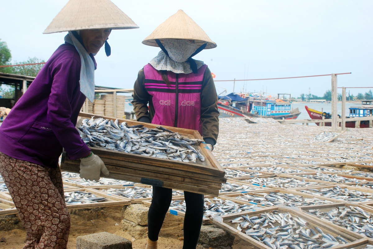 Đà Nẵng quyết liệt chống khai thác IUU Đà Nẵng quyết liệt chống khai thác IUU