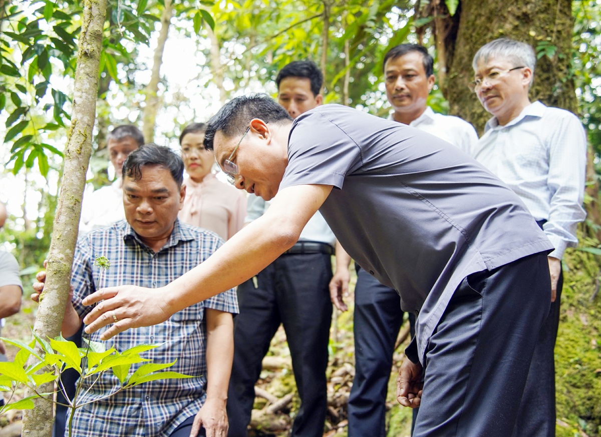 Giữ rừng để làm giàu từ dược liệu Giữ rừng để làm giàu từ dược liệu