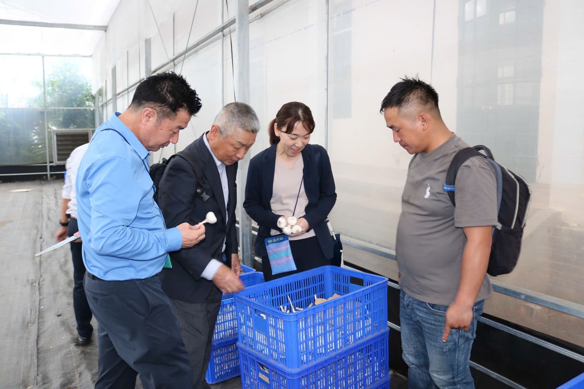 Đại biểu tham quan thành phẩm tỏi Sanuki sau thu hoạch Đại biểu tham quan thành phẩm tỏi Sanuki sau thu hoạch