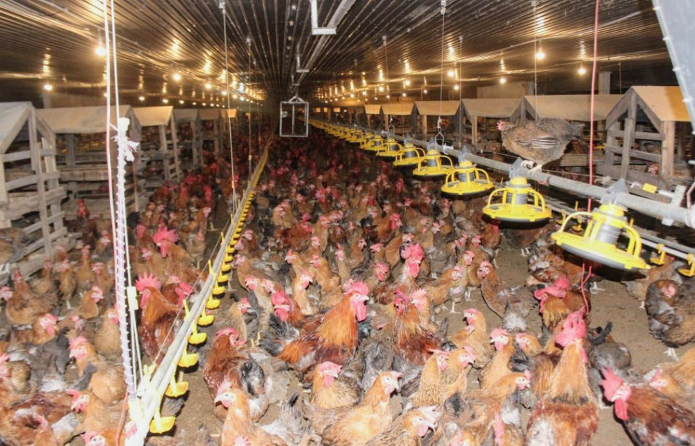 Nhiều trang trại áp dụng khoa học, công nghệ đã mang lại hiệu quả cao Nhiều trang trại áp dụng khoa học, công nghệ đã mang lại hiệu quả cao