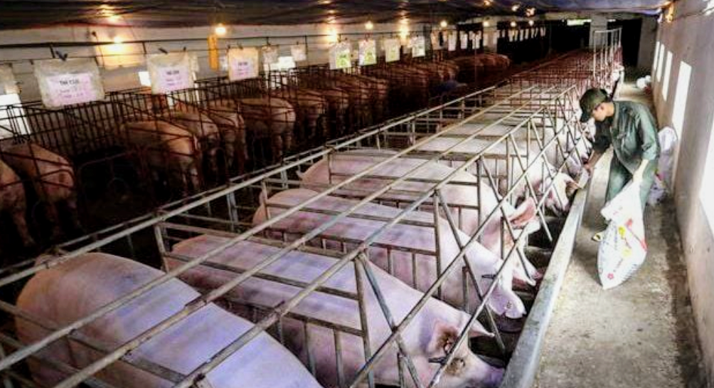 Trước đây, ngành chăn nuôi chủ yếu phục vụ thị trường nội địa Trước đây, ngành chăn nuôi chủ yếu phục vụ thị trường nội địa