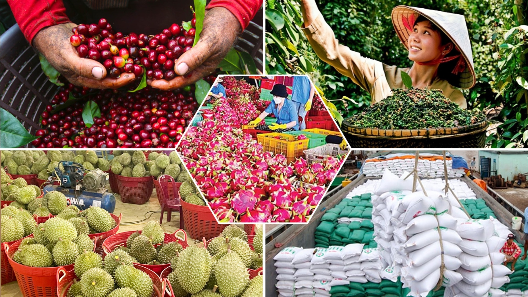 Tiêu chí đánh giá, phân hạng sản phẩm OCOP- Ảnh 1. Tiêu chí đánh giá, phân hạng sản phẩm OCOP- Ảnh 1.