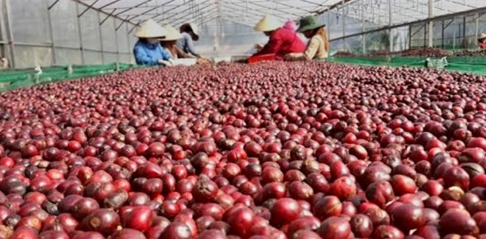 Trong nhiều năm, ngành cà phê Việt Nam vẫn chủ yếu xuất khẩu thô Trong nhiều năm, ngành cà phê Việt Nam vẫn chủ yếu xuất khẩu thô