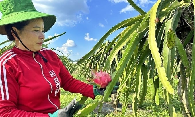 HTX kiểu mới thúc đẩy chuyển đổi sang kinh tế nông nghiệp hiện đại HTX kiểu mới thúc đẩy chuyển đổi sang kinh tế nông nghiệp hiện đại