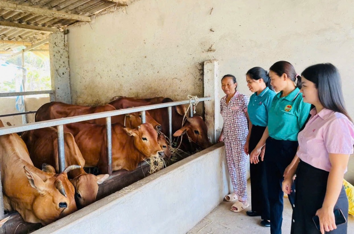 Mô hình mô hình chăn nuôi bò sinh sản của bà Nguyễn Thị Hiệp ở xã Mường Ham.