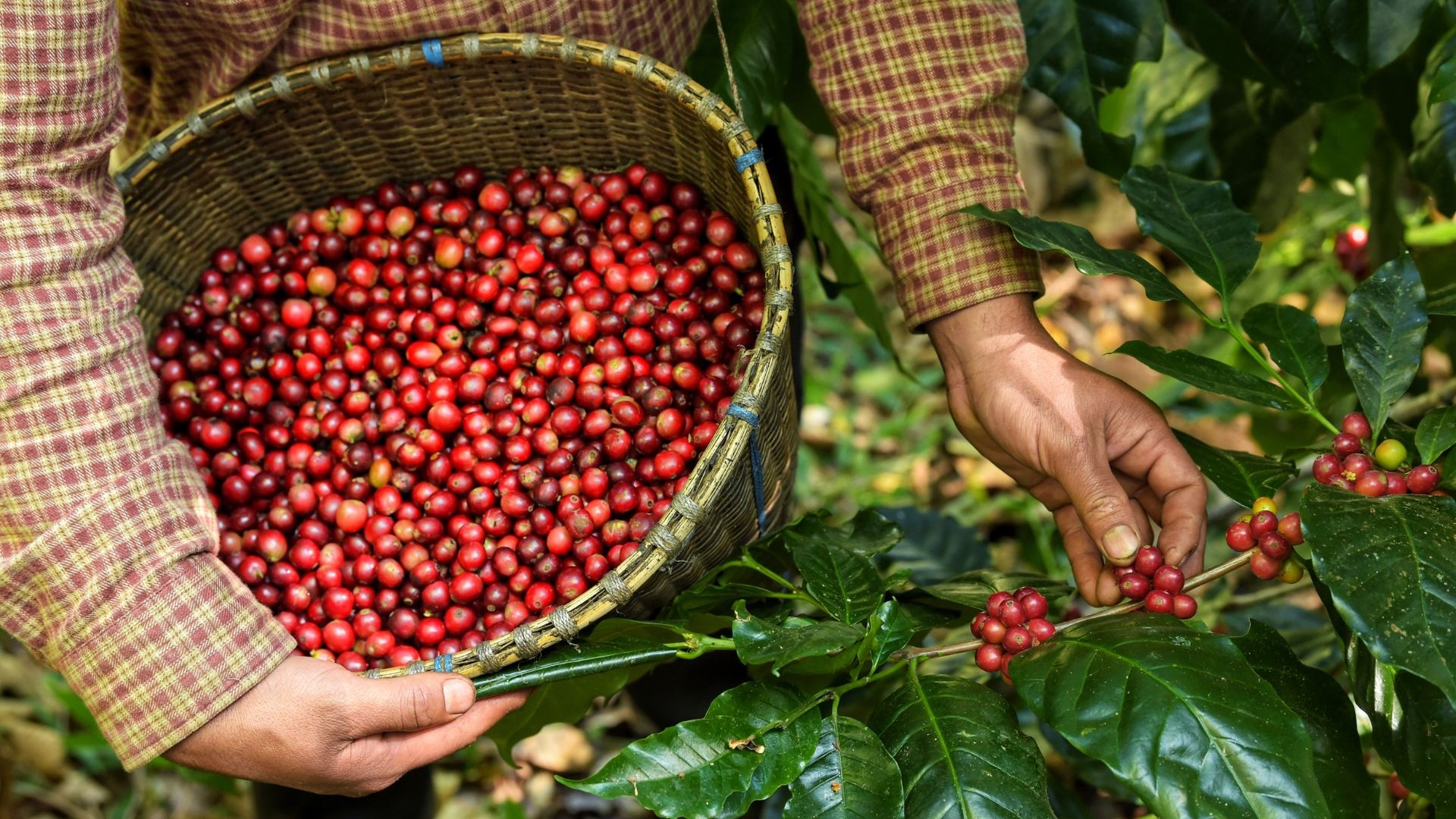Đăk sao và cuộc chuyển dịch trên đất ngàn trùng: khi dược liệu 