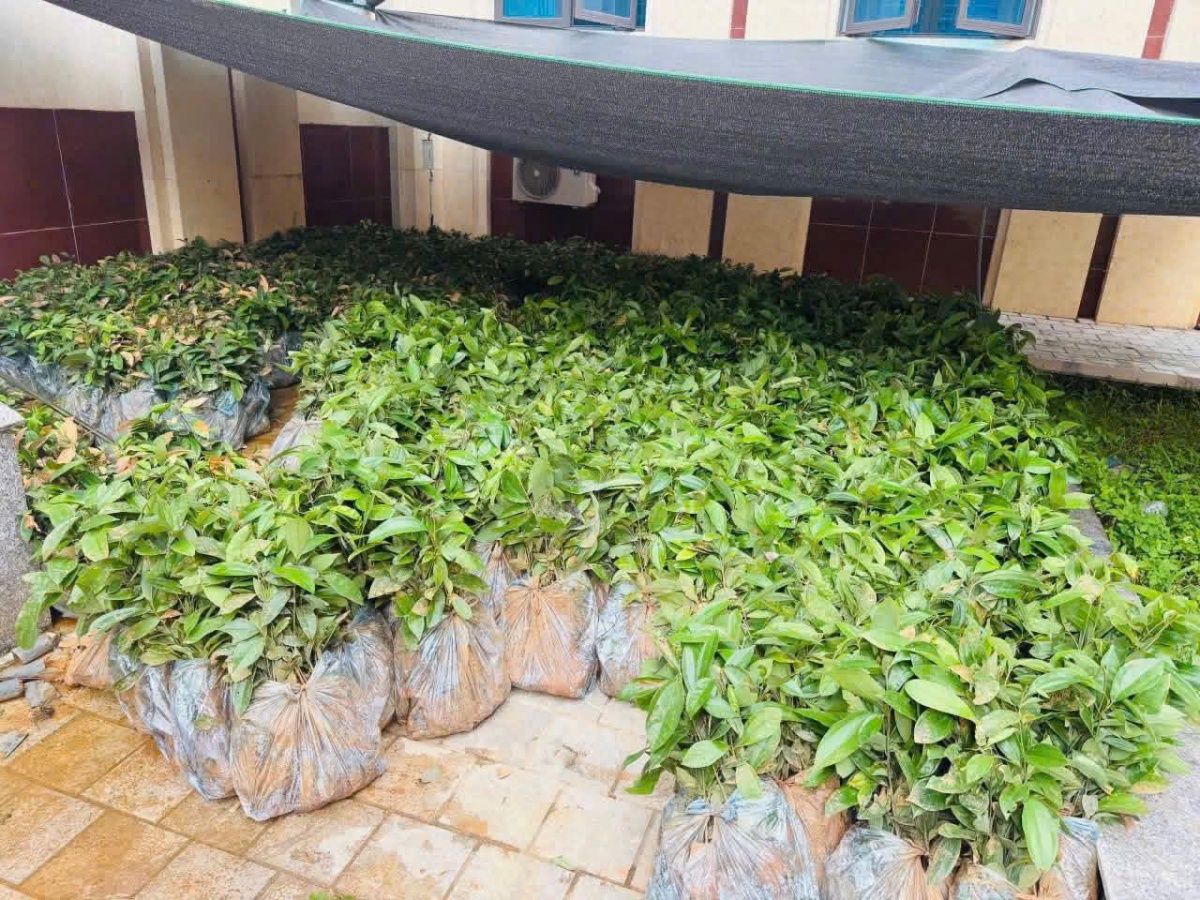 Liên chi đoàn NHNN triển khai chương trình phát triển sinh kế bền vững cho người dân vùng cao