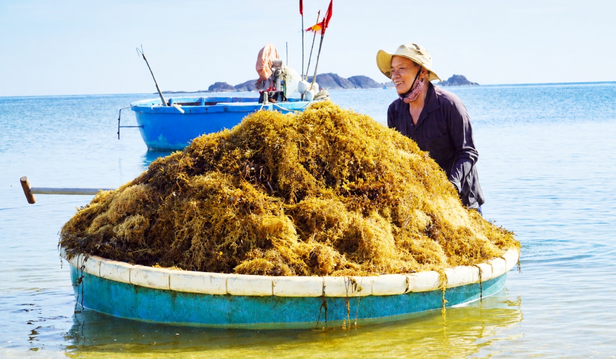 Việc khai thác có trách nhiệm, gắn với bảo tồn nguồn lợi tự nhiên sẽ giúp bảo vệ môi trường biển Việc khai thác có trách nhiệm, gắn với bảo tồn nguồn lợi tự nhiên sẽ giúp bảo vệ môi trường biển
